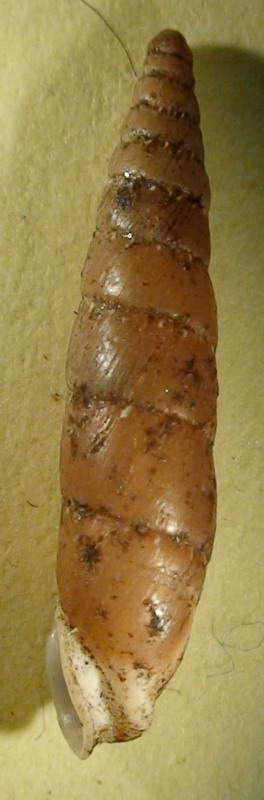 Variazione intraspecifica in Siciliaria gibbula